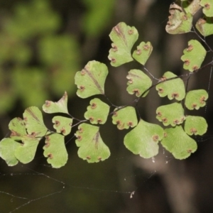 Adiantum aethiopicum at Paddys River, ACT - 13 Sep 2018