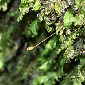 Fissidens sp. at Paddys River, ACT - 13 Sep 2018