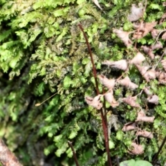 Fissidens sp. at Paddys River, ACT - 13 Sep 2018