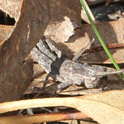 Coryphistes ruricola (Bark-mimicking Grasshopper) at Tidbinbilla Nature Reserve - 13 Sep 2018 by PeteWoodall