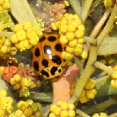 Harmonia conformis (Common Spotted Ladybird) at Paddys River, ACT - 11 Sep 2018 by PeteWoodall