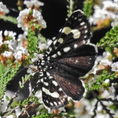 Periscepta polysticta (Spotted Day Moth) at ANBG - 15 Oct 2018 by JohnBundock