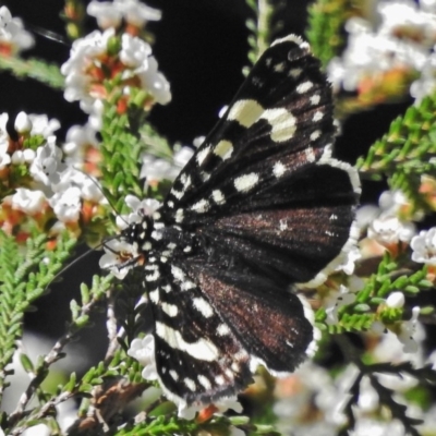 Periscepta polysticta (Spotted Day Moth) at Acton, ACT - 15 Oct 2018 by JohnBundock