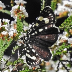 Periscepta polysticta (Day moth, Mistletoe Moth) at Acton, ACT - 15 Oct 2018 by JohnBundock