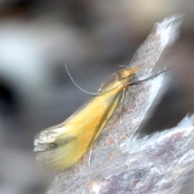 Philobota undescribed species near arabella (A concealer moth) at Ainslie, ACT - 14 Oct 2018 by jb2602