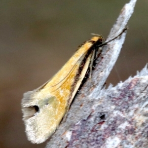 Philobota undescribed species near arabella at Ainslie, ACT - 14 Oct 2018