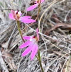 Caladenia carnea (Pink Fingers) at Bungendore, NSW - 14 Oct 2018 by yellowboxwoodland