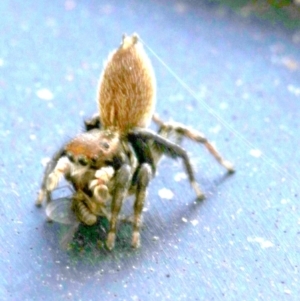 Maratus griseus at Ainslie, ACT - 15 Oct 2018 04:32 PM