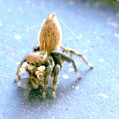 Maratus griseus (Jumping spider) at Ainslie, ACT - 15 Oct 2018 by jb2602