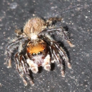 Maratus griseus at Ainslie, ACT - 15 Oct 2018 04:32 PM