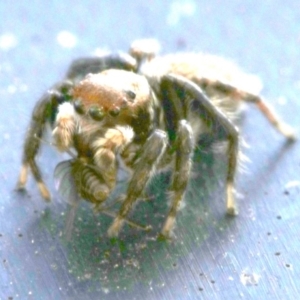 Maratus griseus at Ainslie, ACT - 15 Oct 2018