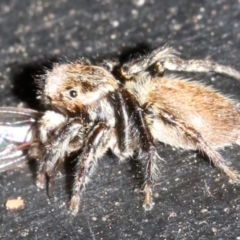 Maratus griseus at Ainslie, ACT - 15 Oct 2018 04:32 PM