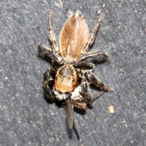 Maratus griseus at Ainslie, ACT - 15 Oct 2018 04:32 PM