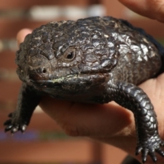 Tiliqua rugosa (Shingleback Lizard) at Ainslie, ACT - 15 Oct 2018 by jbromilow50