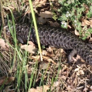 Tiliqua rugosa at Ainslie, ACT - 15 Oct 2018