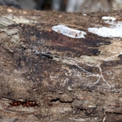 Episcaphula australis (Fungus beetle) at Mount Ainslie - 14 Oct 2018 by jbromilow50