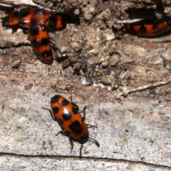 Episcaphula australis at Ainslie, ACT - 14 Oct 2018 04:07 PM