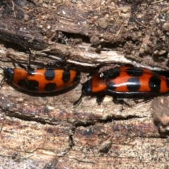 Episcaphula australis at Ainslie, ACT - 14 Oct 2018 04:07 PM