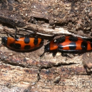 Episcaphula australis at Ainslie, ACT - 14 Oct 2018 04:07 PM