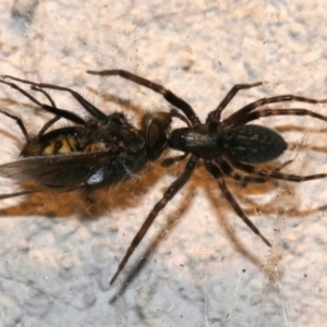 Badumna insignis at Ainslie, ACT - 12 Oct 2018