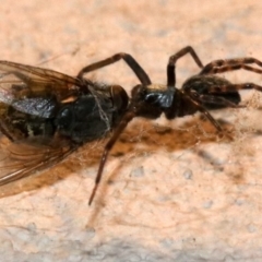 Badumna insignis at Ainslie, ACT - 12 Oct 2018