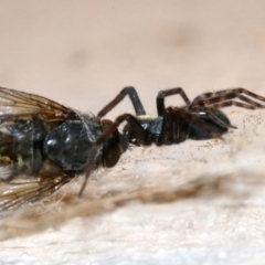 Badumna insignis at Ainslie, ACT - 12 Oct 2018