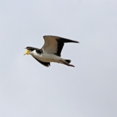 Vanellus miles (Masked Lapwing) at Molonglo Valley, ACT - 14 Oct 2018 by RodDeb