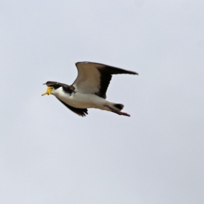 Vanellus miles (Masked Lapwing) at Molonglo Valley, ACT - 15 Oct 2018 by RodDeb