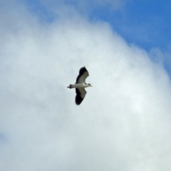 Vanellus miles at Molonglo Valley, ACT - 15 Oct 2018