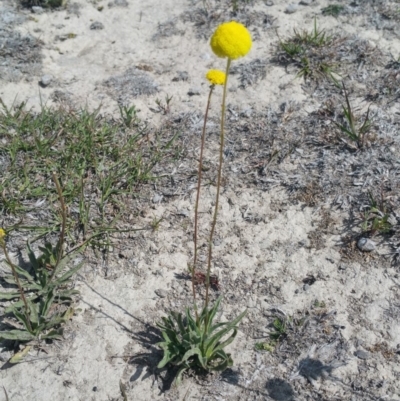 Craspedia variabilis (Common Billy Buttons) at Amaroo, ACT - 15 Oct 2018 by nathkay