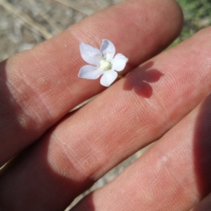 Wahlenbergia sp. at Amaroo, ACT - 15 Oct 2018