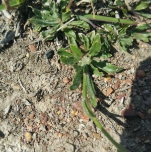 Wahlenbergia sp. at Amaroo, ACT - 15 Oct 2018