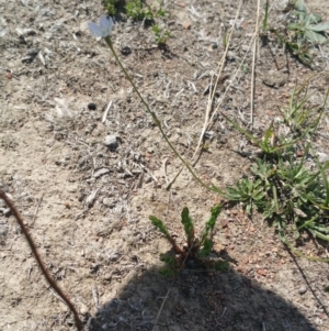 Wahlenbergia sp. at Amaroo, ACT - 15 Oct 2018