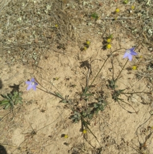 Wahlenbergia sp. at Amaroo, ACT - 15 Oct 2018 02:41 PM