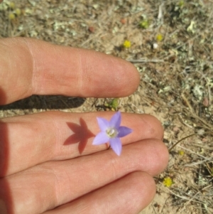 Wahlenbergia sp. at Amaroo, ACT - 15 Oct 2018 02:41 PM