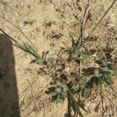 Wahlenbergia sp. at Amaroo, ACT - 15 Oct 2018 02:41 PM