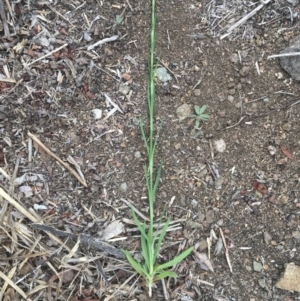 Petrorhagia sp. at Griffith, ACT - 16 Oct 2018
