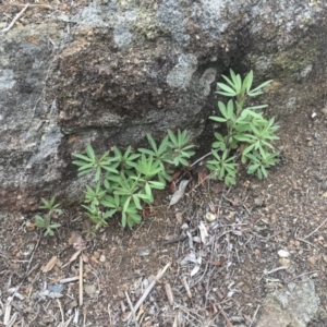 Trifolium arvense var. arvense at Griffith, ACT - 16 Oct 2018