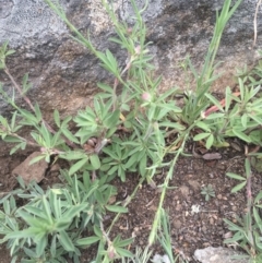 Trifolium arvense var. arvense at Griffith, ACT - 16 Oct 2018