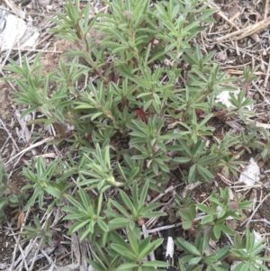 Trifolium arvense var. arvense at Griffith, ACT - 16 Oct 2018