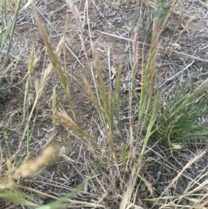 Vulpia bromoides at Griffith, ACT - 16 Oct 2018