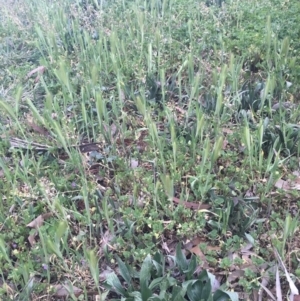 Hordeum leporinum at Griffith, ACT - 16 Oct 2018