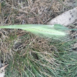 Hordeum leporinum at Griffith, ACT - 16 Oct 2018