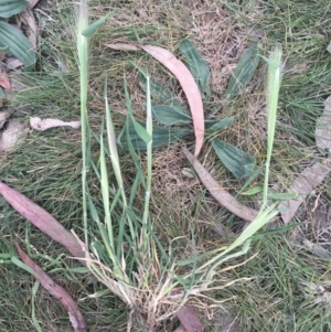 Hordeum leporinum at Griffith, ACT - 16 Oct 2018