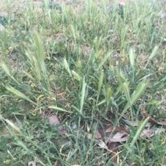 Hordeum leporinum at Griffith, ACT - 16 Oct 2018