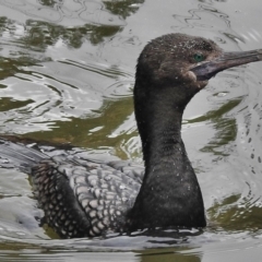 Phalacrocorax sulcirostris (Little Black Cormorant) at Tidbinbilla Nature Reserve - 14 Oct 2018 by JohnBundock