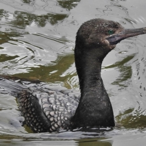 Phalacrocorax sulcirostris at Paddys River, ACT - 14 Oct 2018