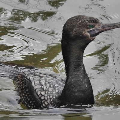 Phalacrocorax sulcirostris (Little Black Cormorant) at Paddys River, ACT - 14 Oct 2018 by JohnBundock