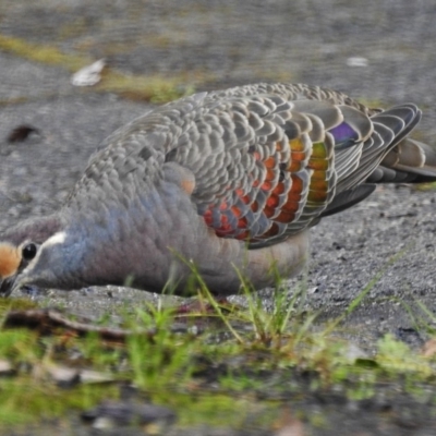 Phaps chalcoptera (Common Bronzewing) at ANBG - 15 Oct 2018 by JohnBundock