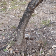 Papyrius nitidus (Shining Coconut Ant) at Jerrabomberra Grassland - 14 Oct 2018 by Christine